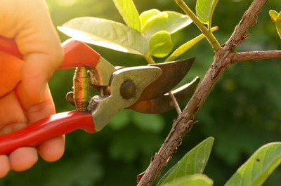 Pruning Tools