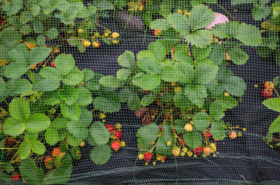 Garden Netting & Weed Control Fabrics