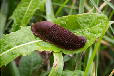 Garden Pest Control
