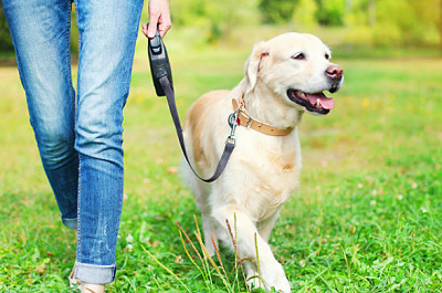 Pet Care