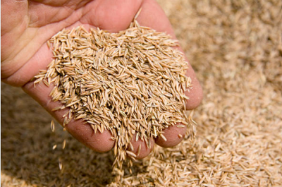 Lawn Seeds & Spreaders