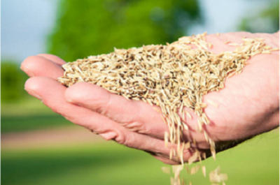 Grass Seed