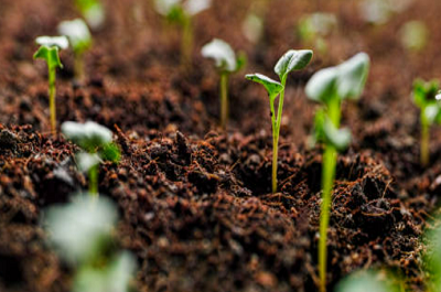 Compost & Feeds
