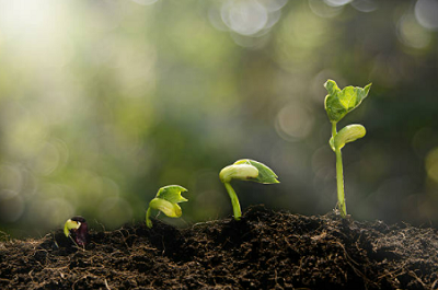 Plant & Lawn Feeds