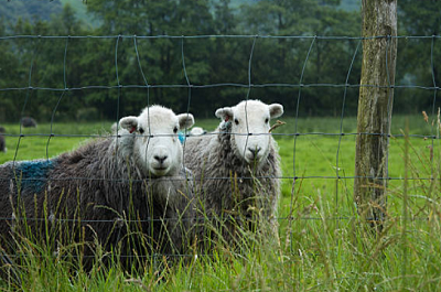 Wire Fencing
