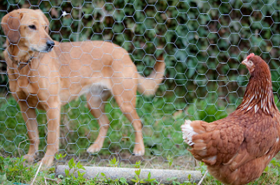 Wire Netting