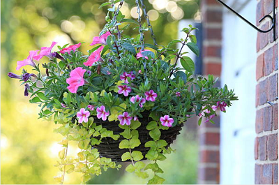 Hanging Baskets